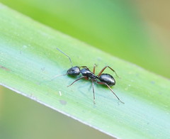 Camponotus innexus