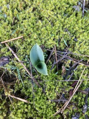 Piperia