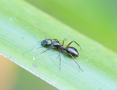 Camponotus innexus