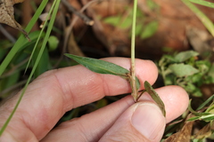 Commelina cyanea