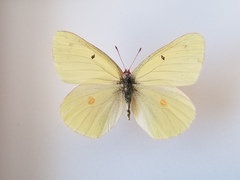 Colias gigantea mayi