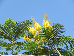 Peltophorum