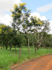 Peltophorum