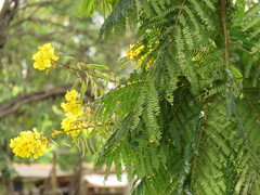 Peltophorum