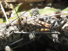 Spharagemon marmorata