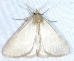 Idia immaculalis
