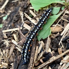 Doleschallia bisaltide australis