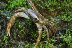 Pseudothelphusa dugesi