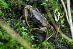 Pseudothelphusa dugesi