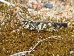 Spharagemon marmorata