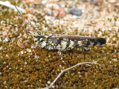 Spharagemon marmorata