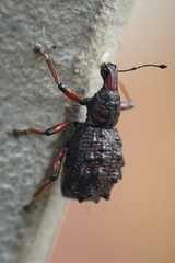 Megalometides cacicus
