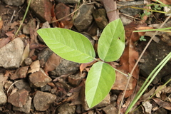 Kennedia rubicunda