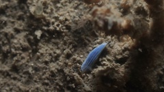 Dermatobranchus primus