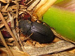 Heterotarsus carinula