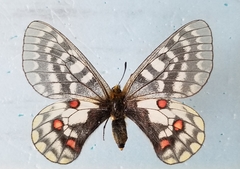 Parnassius eversmanni thor