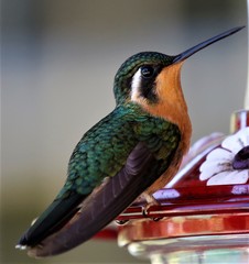 Lampornis castaneoventris