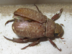 Adoretus tenuimaculatus