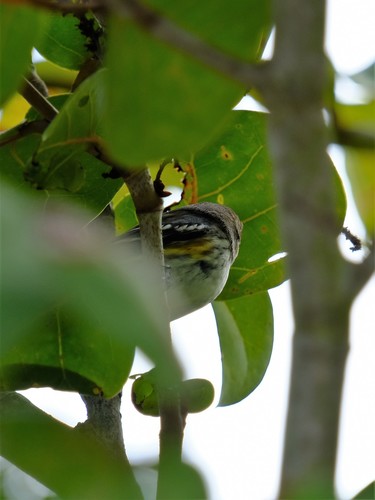 Setophaga coronata image