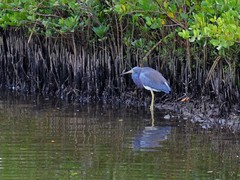 Egretta tricolor image