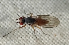 Heteromyzinae
