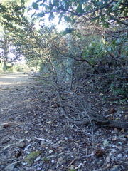 Ceanothus gloriosus exaltatus