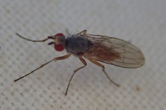 Heteromyzinae