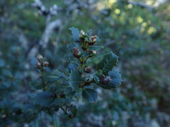 Ceanothus gloriosus exaltatus