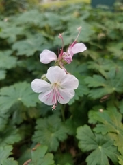 Geranium × cantabrigiense