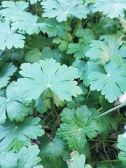 Geranium × cantabrigiense
