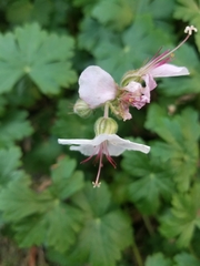 Geranium × cantabrigiense