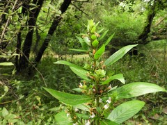 Hygrophila costata