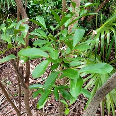 Pithecellobium keyense