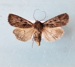 Euxoa divergens