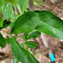 Pithecellobium keyense