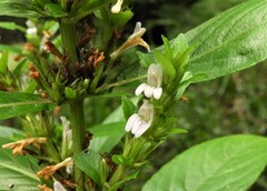Hygrophila costata