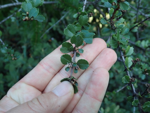 Mason's ceanothus (Ceanothus masonii)