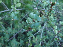 Ceanothus masonii