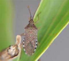 Althos inornatus