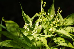 Sambucus gaudichaudiana