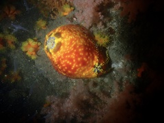 Pseudocolochirus violaceus