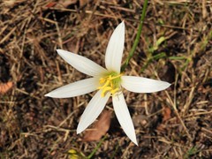 Zephyranthes mesochloa