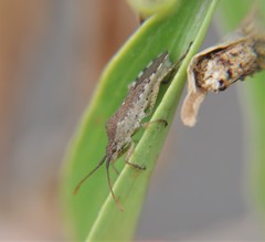 Althos inornatus