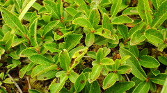 Salix myrtillifolia