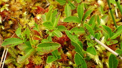 Salix myrtillifolia