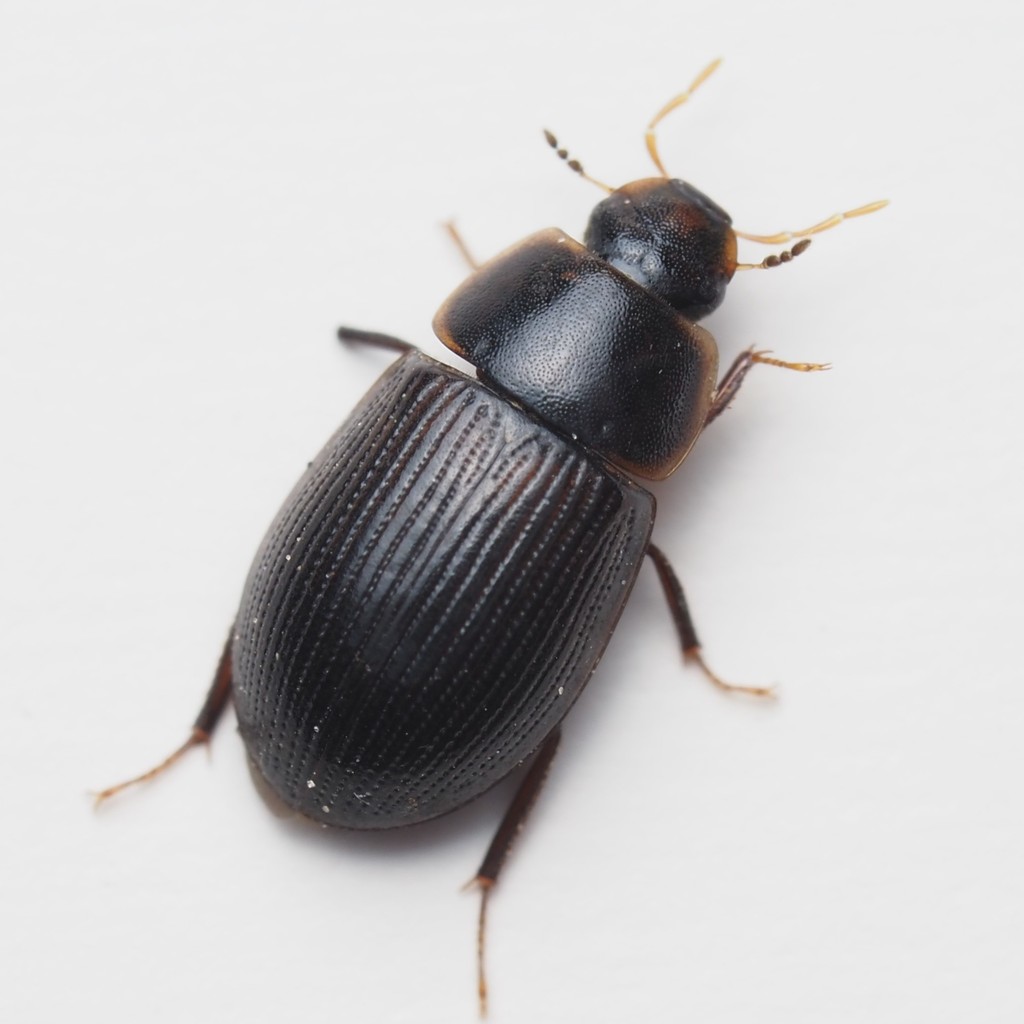 Helochares normatus