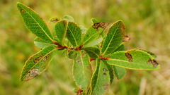 Salix myrtillifolia
