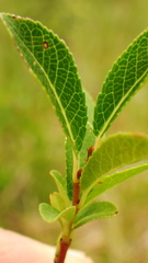 Salix myrtillifolia