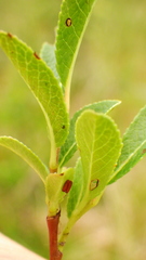 Salix myrtillifolia