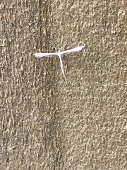 Hellinsia tephradactyla